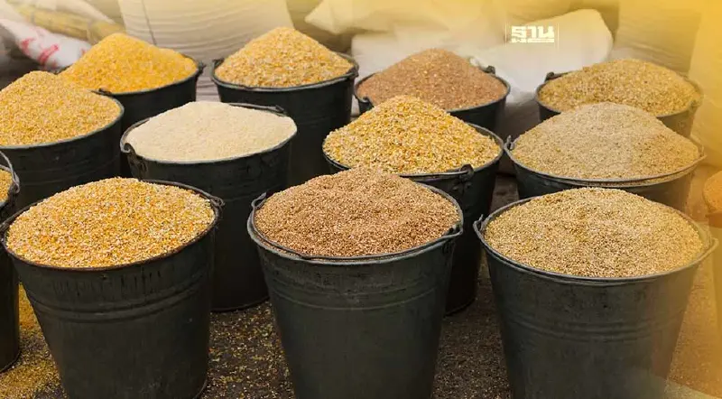 ครม.อัดงบ 65 ล้าน รักษาเสถียรภาพราคา "ข้าวโพดเลี้ยงสัตว์" 