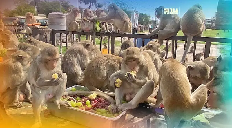 คึกคัก!ลิงลพบุรี แห่ซ้อมกินโต๊ะจีน  ก่อนจัดจริง 26 พ.ย.นี้