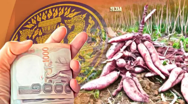 ครม.ไฟเขียวงบ 310 ล้าน ดูแลราคา "มันสำปะหลัง" ปี 2566/67