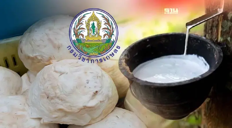 กรมวิชาการเกษตรเข้ม ยึดยางก้อนถ้วย 30,000 กิโลกรัม
