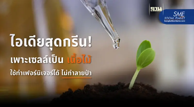 นักวิทย์ เพาะเซลล์เป็น ‘เนื้อไม้’ ใช้ทำเฟอร์นิเจอร์ได้ ไม่ทำลายป่า นักวิทย์ เพาะเซลล์เป็น ‘เนื้อไม้’ ใช้ทำเฟอร์นิเจอร์ได้ ไม่ทำลายป่า