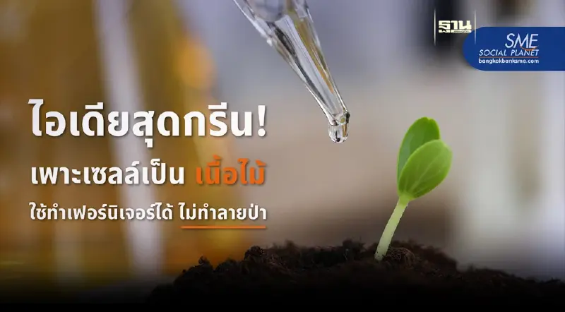 นักวิทย์ เพาะเซลล์เป็น ‘เนื้อไม้’ ใช้ทำเฟอร์นิเจอร์ได้ ไม่ทำลายป่า