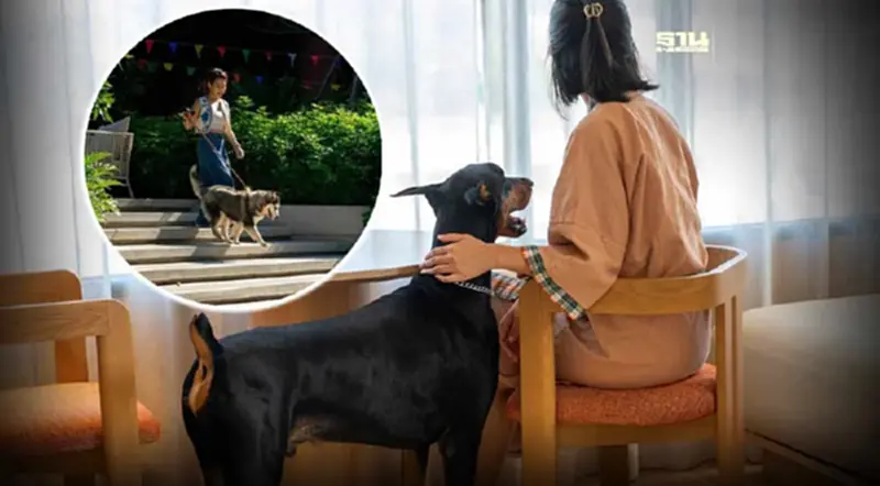 เซ็นทาราเปิด 4 โรงแรม Pet Friendly ให้สัตว์เลี้ยงเข้าพักได้ ไม่จำกัดน้ำหนัก เซ็นทาราเปิด 4 โรงแรม Pet Friendly ให้สัตว์เลี้ยงเข้าพักได้ ไม่จำกัดน้ำหนัก