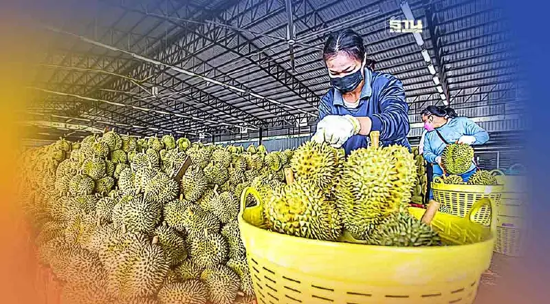 ทุเรียนไทยมีหนาว จีนนำเข้า "ทุเรียนเวียดนาม" พุ่งทะยานภายใต้ข้อตกลง RCEP