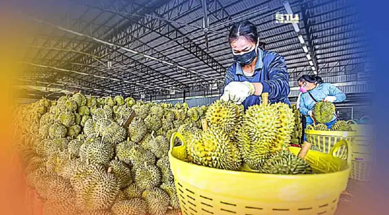 ทุเรียนไทยมีหนาว จีนนำเข้า "ทุเรียนเวียดนาม" พุ่งทะยานภายใต้ข้อตกลง RCEP ทุเรียนไทยมีหนาว จีนนำเข้า "ทุเรียนเวียดนาม" พุ่งทะยานภายใต้ข้อตกลง RCEP