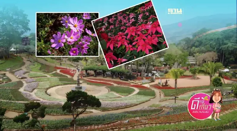 เที่ยวรับลมหนาวตระการตาดอกไม้นับแสนต้น "เทศกาลสีสันแห่งดอยตุง"