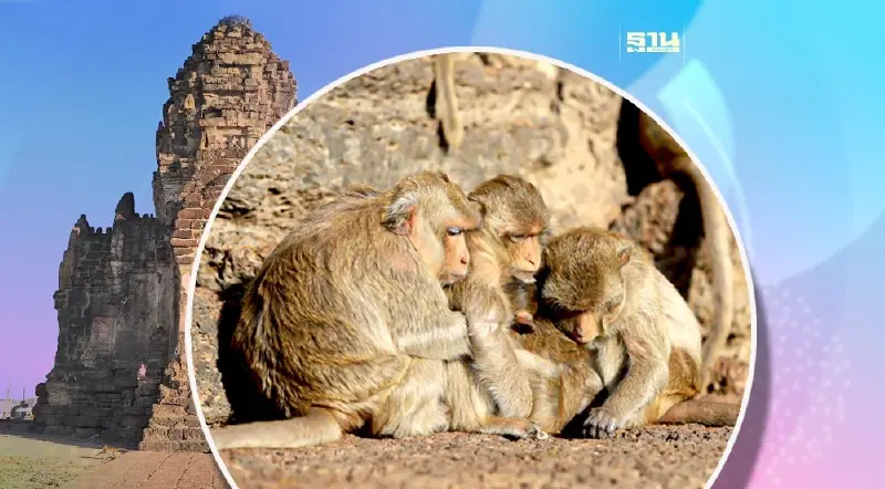 หนาวสะท้าน!ลิงลพบุรีหลบลมเย็น  ตากแดดรับไออุ่น รอบพระปรางค์สามยอด