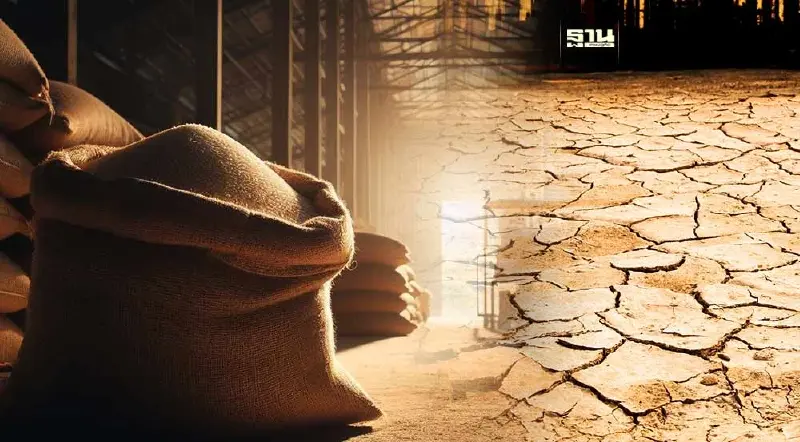 "เอลนีโญ" ดันส่งออกข้าวไทยพุ่ง หลังอินโดนีเซียปลูกได้น้อยลง 