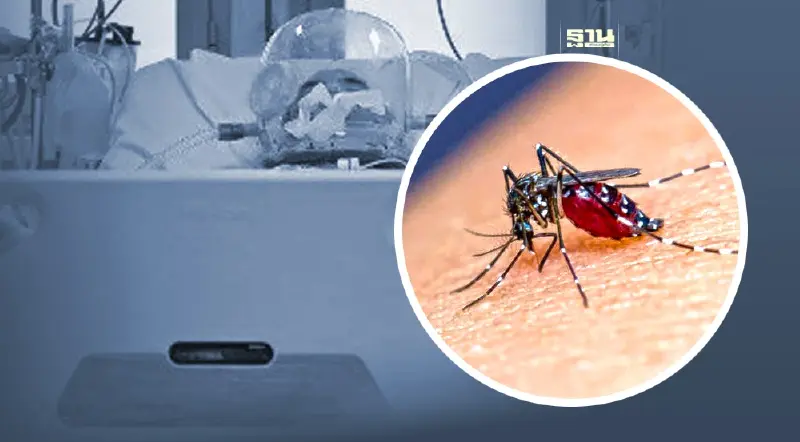 นักท่องเที่ยวไอริชถูกยุงกัดในไทยป่วยหนัก เปิดระดมทุน 6 ล้านพากลับประเทศ นักท่องเที่ยวไอริชถูกยุงกัดในไทยป่วยหนัก เปิดระดมทุน 6 ล้านพากลับประเทศ