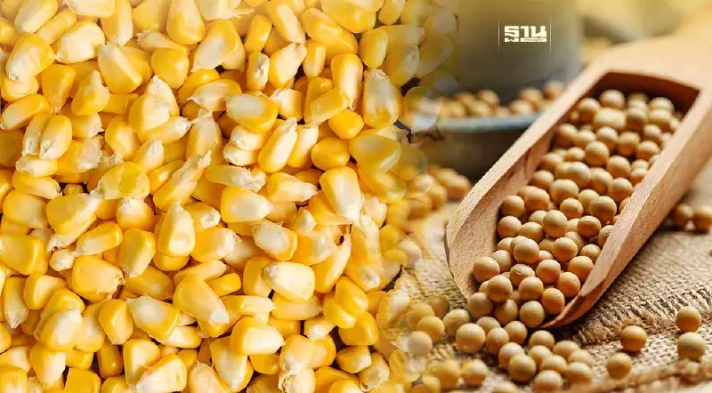 ครม.หั่นนำเข้าวัตถุดิบอาหารสัตว์ ข้าวโพด กากถั่วเหลือง ปลาป่น เหลือปีต่อปี