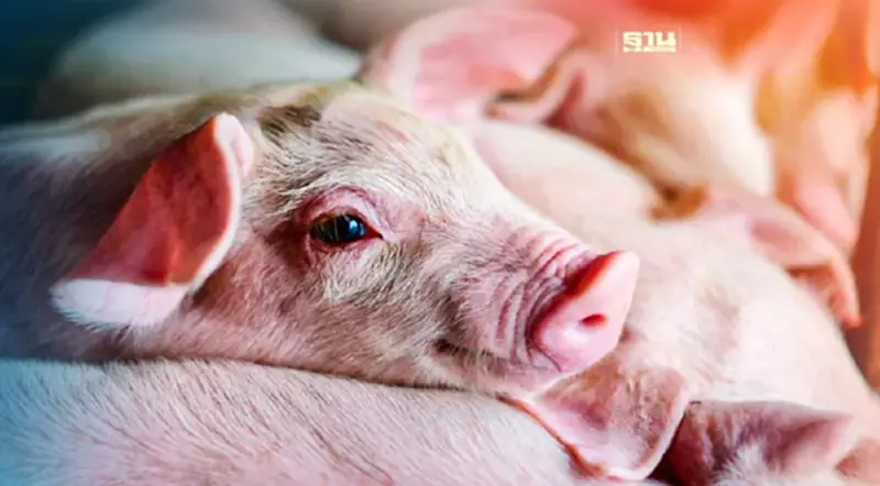 เข้าใจห่วงโซ่การผลิต “หมูไทย” กับทางแก้ไขเมื่อภัย “หมูเถื่อน” รุกราน เข้าใจห่วงโซ่การผลิต “หมูไทย” กับทางแก้ไขเมื่อภัย “หมูเถื่อน” รุกราน