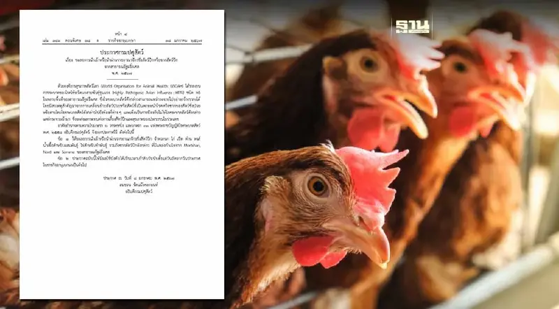 "ไข้หวัดนก H5" ระบาด ไทยสั่งเบรคนำเข้าสัตว์ปีกจากเบลเยียม-ฝรั่งเศส