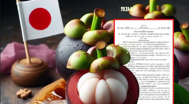 เปิดหลักเกณฑ์-เงื่อนไข ร่วมโครงการ "ผู้ส่งออกมังคุดผลสด" ไปญี่ปุ่น