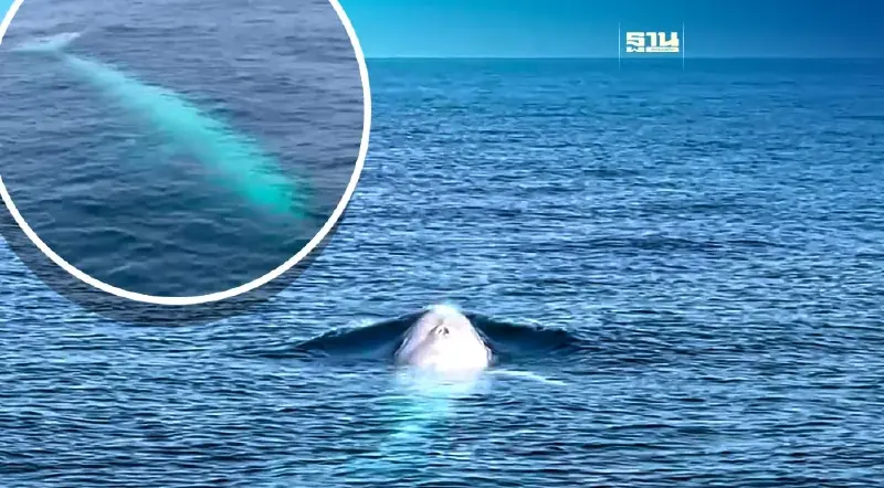 เปิดภาพ "วาฬโอมูระเผือก" ตัวแรกของโลกพบในทะเลไทย