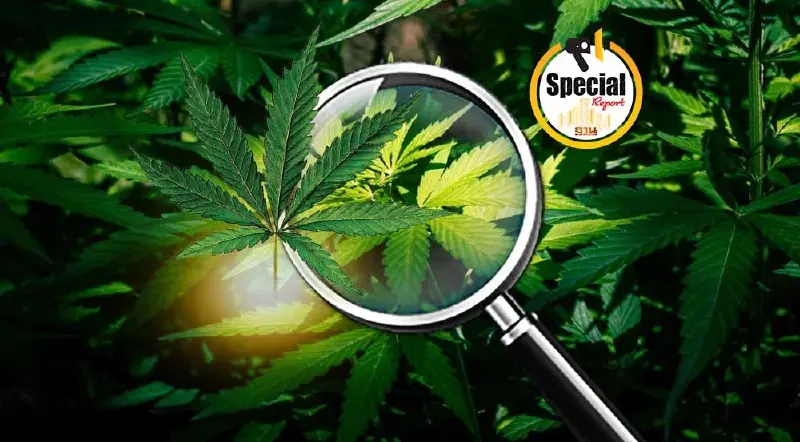 ชำแหละ ร่าง พ.ร.บ. กัญชา กัญชง ฉบับปรับปรุงใหม่ "ใครได้-ใครเสีย" 