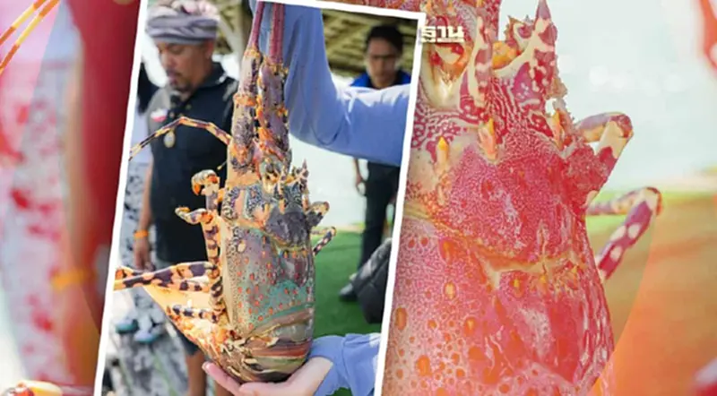 กรมทรัพย์สินทางปัญญา ดึงสินค้าประมง “กุ้งมังกร 7 สีภูเก็ต” เข้าระบบ GI กรมทรัพย์สินทางปัญญา ดึงสินค้าประมง “กุ้งมังกร 7 สีภูเก็ต” เข้าระบบ GI