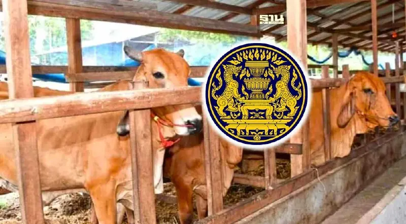 กองทุนหมู่บ้านฯ ชงครม.ไฟเขียว “โคแสนล้าน” นำร่องครอบครัวละ 2 ตัว