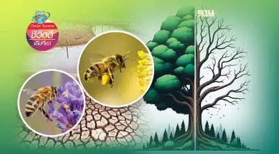 ภาวะโลกร้อน ส่งผลกระทบแมลงผสมเกสร ลดทอนผลผลิตการเกษตร