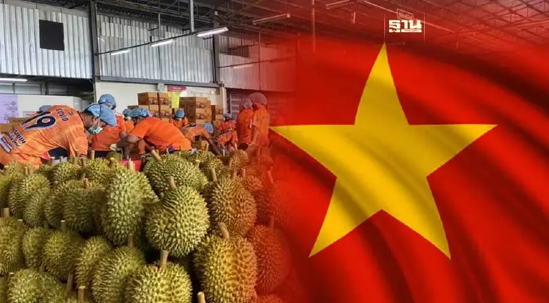 ทุเรียนหมอนทองปลูกในเวียดนาม ราคาพุ่ง 50% อานิสงส์ตลาดจีน