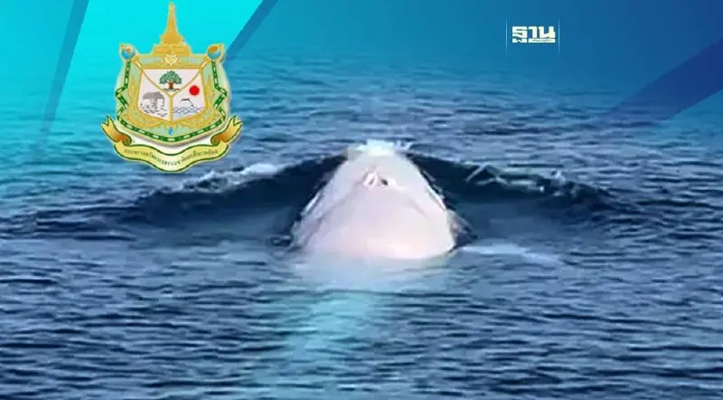 ทส.แนะนำ "วิธีไปดูวาฬโอมูระเผือก" อ่าวพังงา