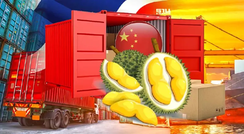 ไทยแชมป์ ส่งออกทุเรียนไปจีนปี 66 ครองส่วนแบ่งตลาด 65% ไทยแชมป์ ส่งออกทุเรียนไปจีนปี 66 ครองส่วนแบ่งตลาด 65%