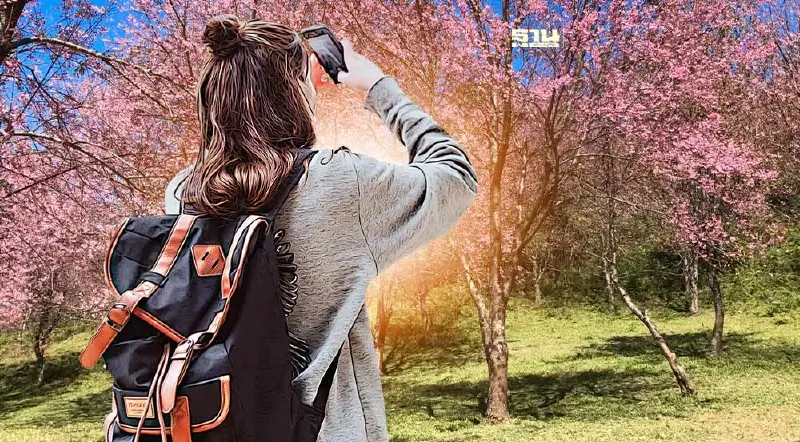 “ทางหลวง” เปิด 2 เส้นทาง เช็คอินจุดชมดอกนางพญาเสือโคร่ง