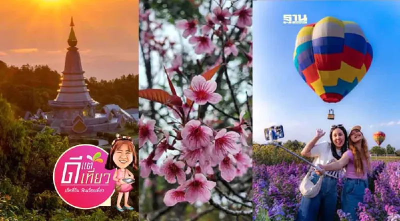 เที่ยวเชียงใหม่ ขึ้นดอยอินทนนท์ เช็คอินทุ่งดอกไม้ คาเฟ่สไตล์ญี่ปุ่นสุดปัง