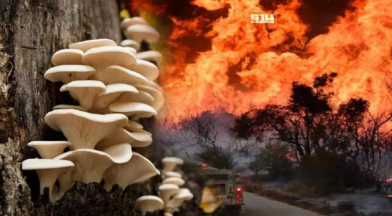 สหรัฐคิดค้นวิธีใช้ “เห็ด”เป็นแนวทางป้องกันไฟป่าวิถีธรรมชาติ