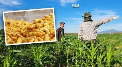 กรุงเทพโปรดิ๊วสชูระบบตรวจสอบย้อนกลับข้าวโพด-เทคโนโลยีพิชิตฝุ่น PM 2.5