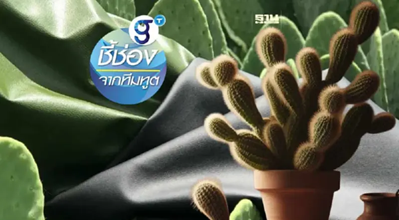 “หนังเทียม”จากต้นกระบองเพชร และแนวทางต่อยอดธุรกิจสำหรับผู้ประกอบการไทย “หนังเทียม”จากต้นกระบองเพชร และแนวทางต่อยอดธุรกิจสำหรับผู้ประกอบการไทย