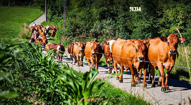 เปิดเงื่อนไขการขอกู้ยืมเงินจากโครงการ "โคแสนล้าน"