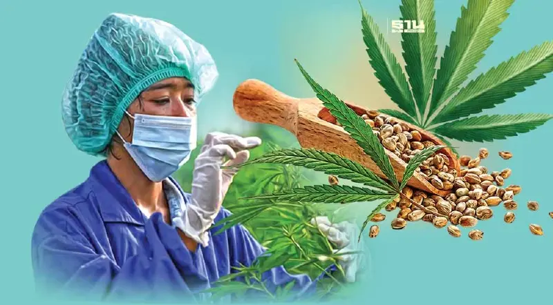 ผวา กม.กัญชาฯใหม่ บทลงโทษหนัก ทุบรายย่อยเจ๊ง สต็อกทะลักไร้คนซื้อ