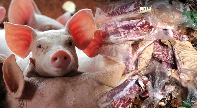 หมูเถื่อนทำขาดทุนสะสม "ผู้เลี้ยงหมู" ร้องรัฐขอขายหมูตามโครงสร้างต้นทุน 