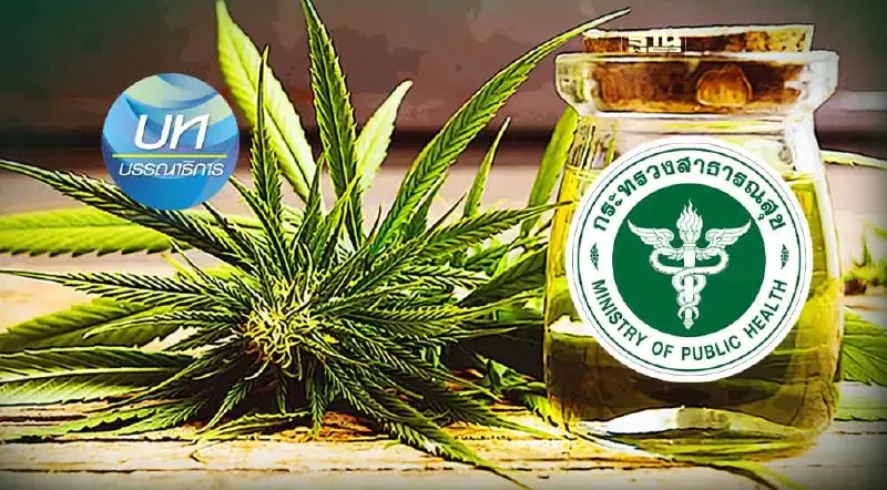 ร่าง ก.ม.กัญชาใหม่ อุดช่องโหว่ได้จริงหรือ