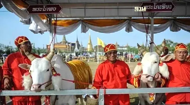 ทำความรู้จัก พระโคแรกนาขวัญ พระราชพิธีจรดพระนังคัลแรกนาขวัญ 2567 ทำความรู้จัก พระโคแรกนาขวัญ พระราชพิธีจรดพระนังคัลแรกนาขวัญ 2567