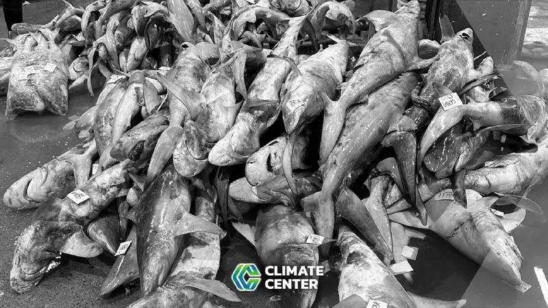 พบชิ้นส่วนฉลามกว่า 15 สายพันธุ์ วางขายเกลื่อนทั่วไป โดยเฉพาะช่วงตรุษจีน