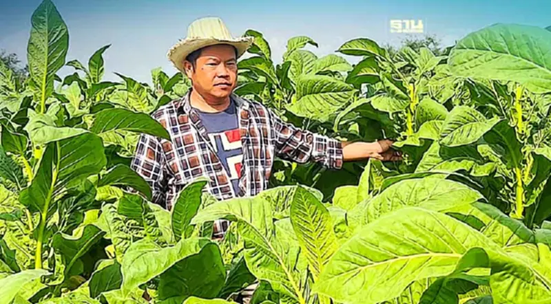 ทายาทเกษตรกรยาสูบ วอนรัฐยกระดับการผลิต ก่อนสูญพันธุ์ ทายาทเกษตรกรยาสูบ วอนรัฐยกระดับการผลิต ก่อนสูญพันธุ์