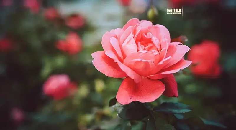 วาเลนไทน์ 67 ดอกกุหลาบจีน ทุบตลาด เกษตรกรไทยยอดขายร่วง