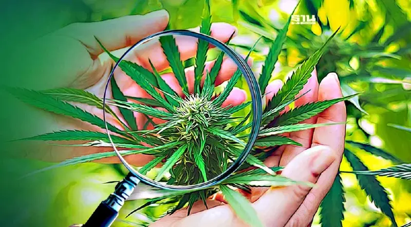 เจาะลึกความต่าง "ร่าง พ.ร.บ.กัญชาฉบับใหม่" ห้ามบริโภคเพื่อสันทนาการ