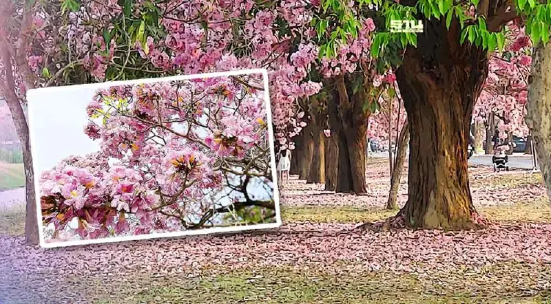 เปิดไทม์ไลน์ "ดอกชมพูพันธุ์ทิพย์บาน" ม.เกษตรฯ กําแพงแสน ปี 2567