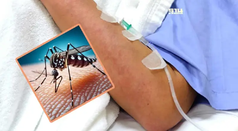 คนไทยป่วยไข้เลือดออกพุ่ง สัดส่วนเสียชีวิตสูงกว่า "ไข้หวัดใหญ่-โควิด 19"