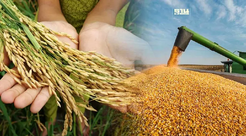 ประกันภัยข้าวนาปี-ข้าวโพดเลี้ยงสัตว์ 2567 พร้อมชงครม. เริ่มเม.ย.นี้