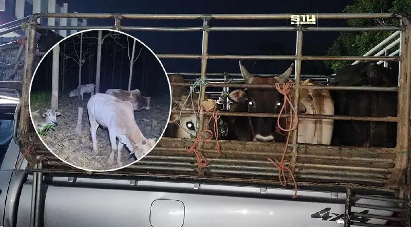 ปศุสัตว์ตาก รวบรถลอบขน "โค-กระบือ" เถื่อนจากเมียนมา ยึดได้ 127 ตัว
