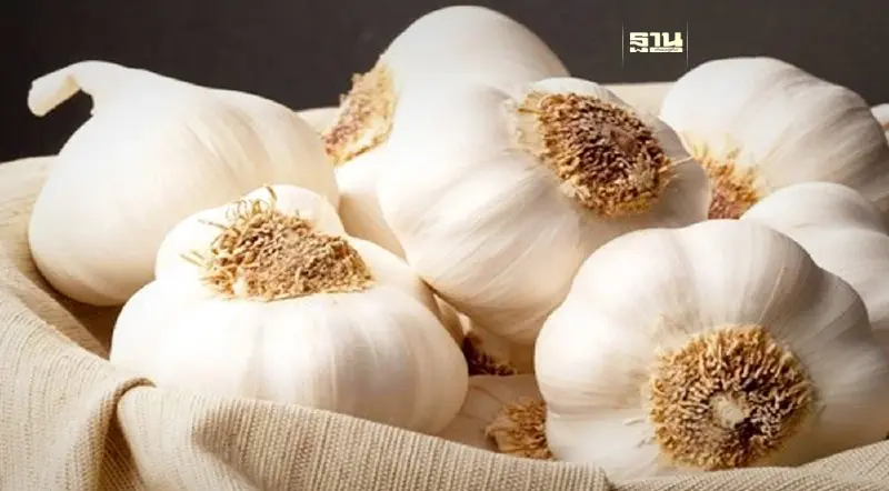 กระเทียมประโยชน์  สรรพคุณทางยา สมุนไพรคุณภาพสูง