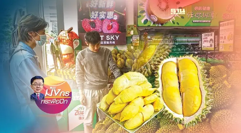 เฮือกสุดท้ายทุเรียนไทยในจีน (3)