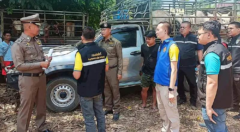 "ตาก"สกัดโรคปากเท้าเปื่อย จับแก๊งลักลอบขน 79 “โค กระบือ” จากเมียนมาเข้าไทย