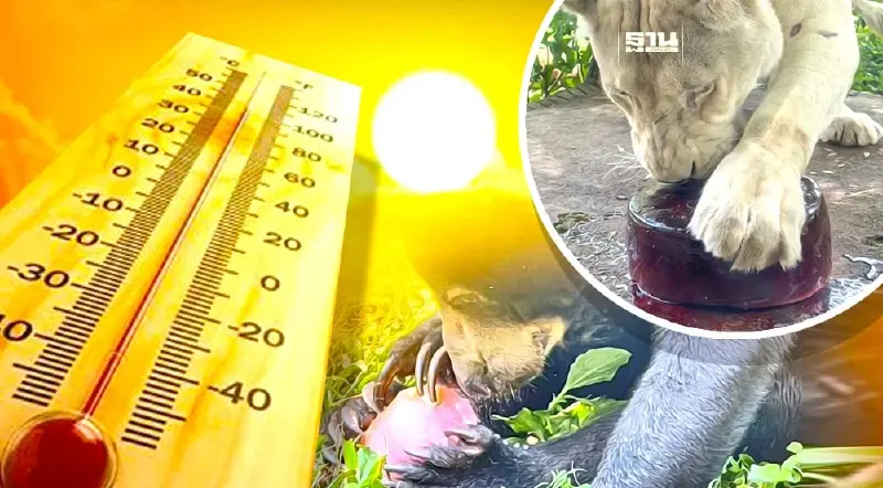 อากาศร้อน 51.4 องศาฯ สวนสัตว์เปิดเขาเขียว จัดเมนูให้สัตว์คลายร้อน