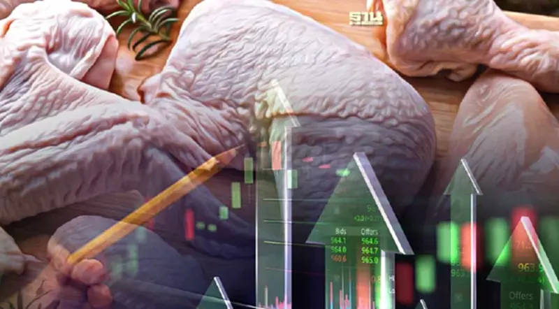 โบรกส่องราคาไก่ขาขึ้น มองบวก GFPT เด่นสุดกลุ่มเกษตรเนื้อสัตว์ โบรกส่องราคาไก่ขาขึ้น มองบวก GFPT เด่นสุดกลุ่มเกษตรเนื้อสัตว์