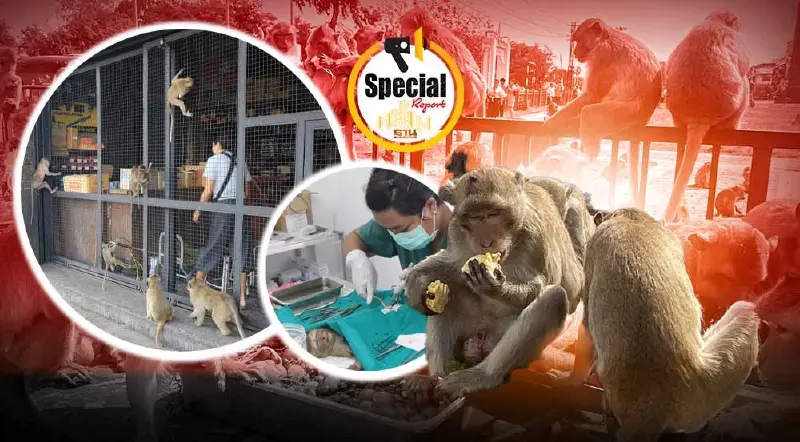 “ลิงลพบุรี” ความหวังของชาวบ้าน กับปัญหาที่แก้ไม่จบ