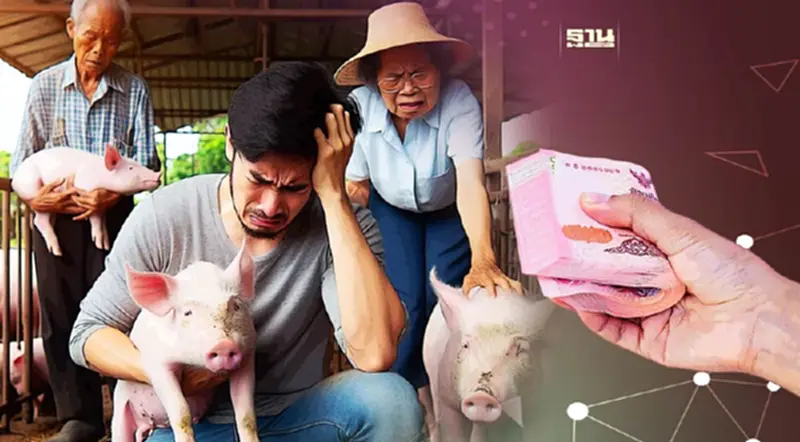 ราคาหมูหน้าฟาร์ม หด 10.2% กระทบรายได้เกษตรกร ราคาหมูหน้าฟาร์ม หด 10.2% กระทบรายได้เกษตรกร